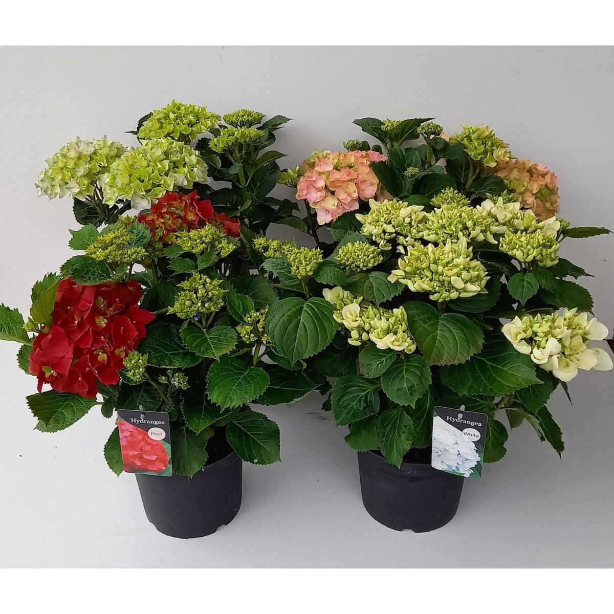 tradgardshortensia-blandade-farger_2