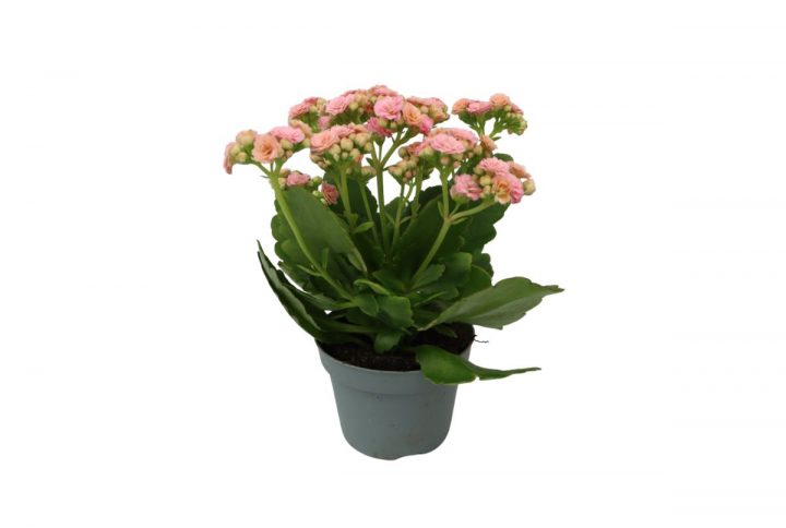 Våreld i kruka med färgstarka blommor