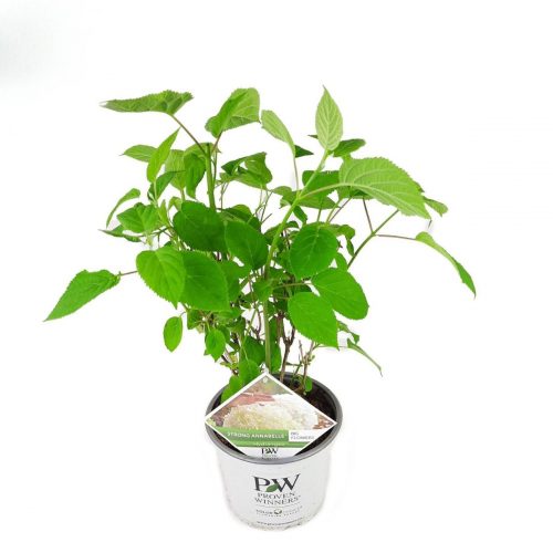 Hortensia med vita stora blommor