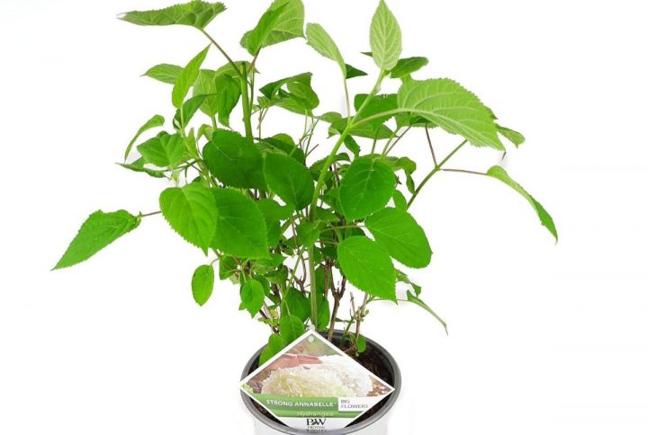 Hortensia med vita stora blommor