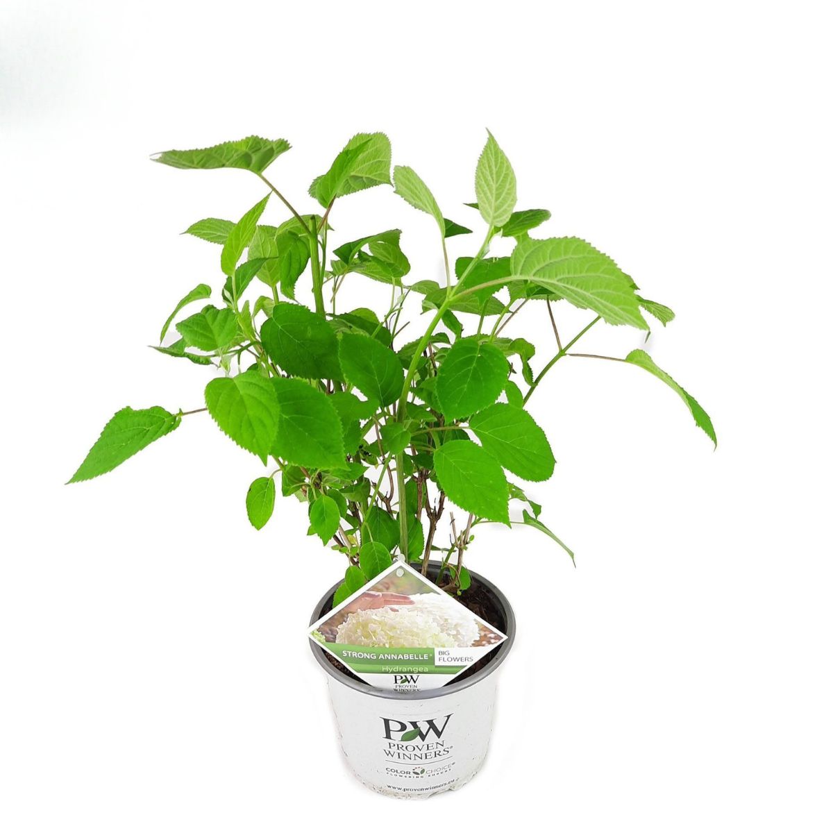 vidjehortensia-strong-annabelle