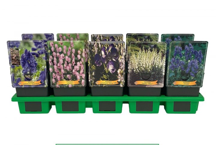 Hög perenn med blåvioletta blommor på upprätta stjälkar.