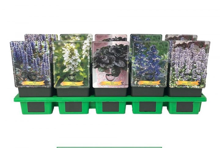 Låg marktäckare med blå blomspiror och mörkgröna blad.