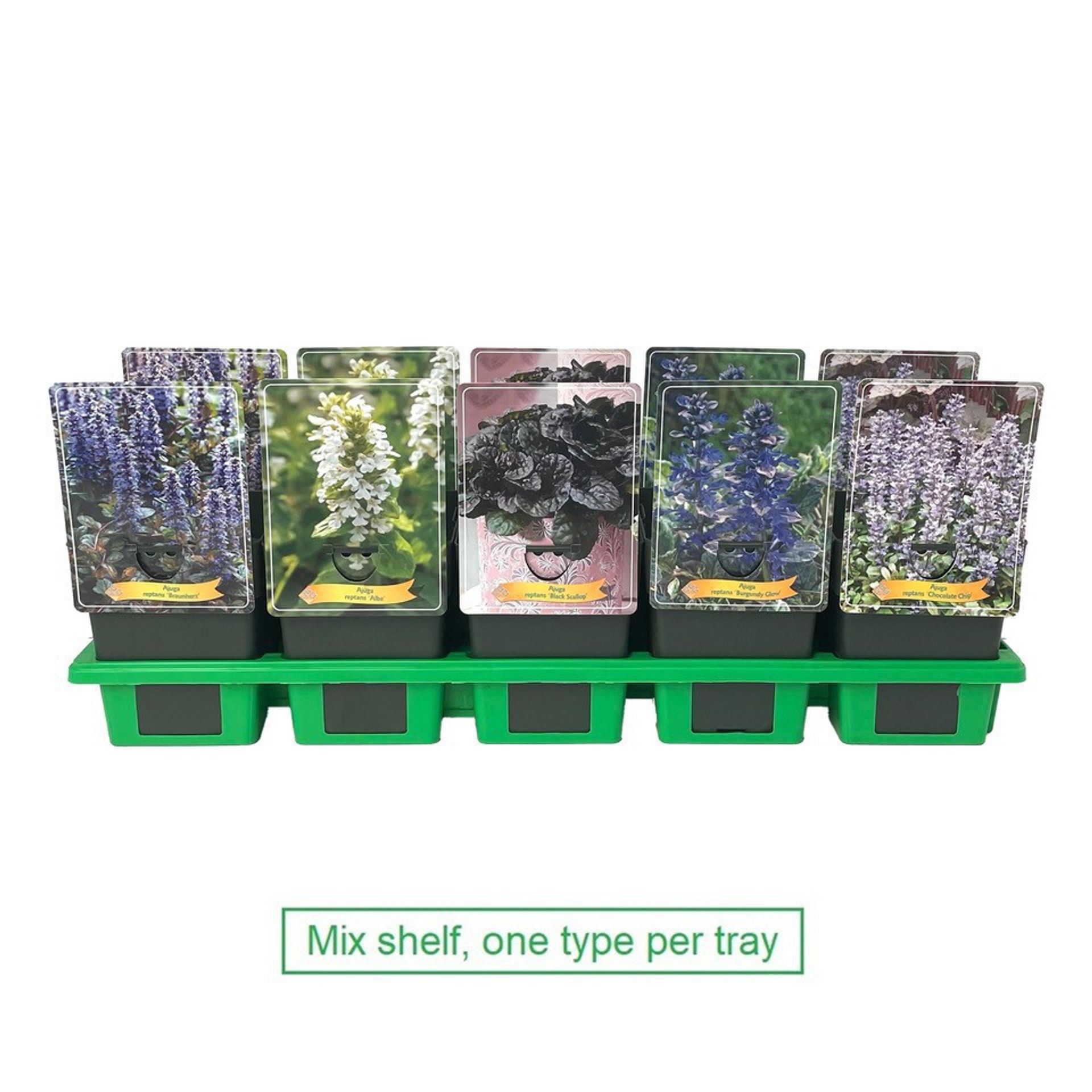 ajuga-reptans