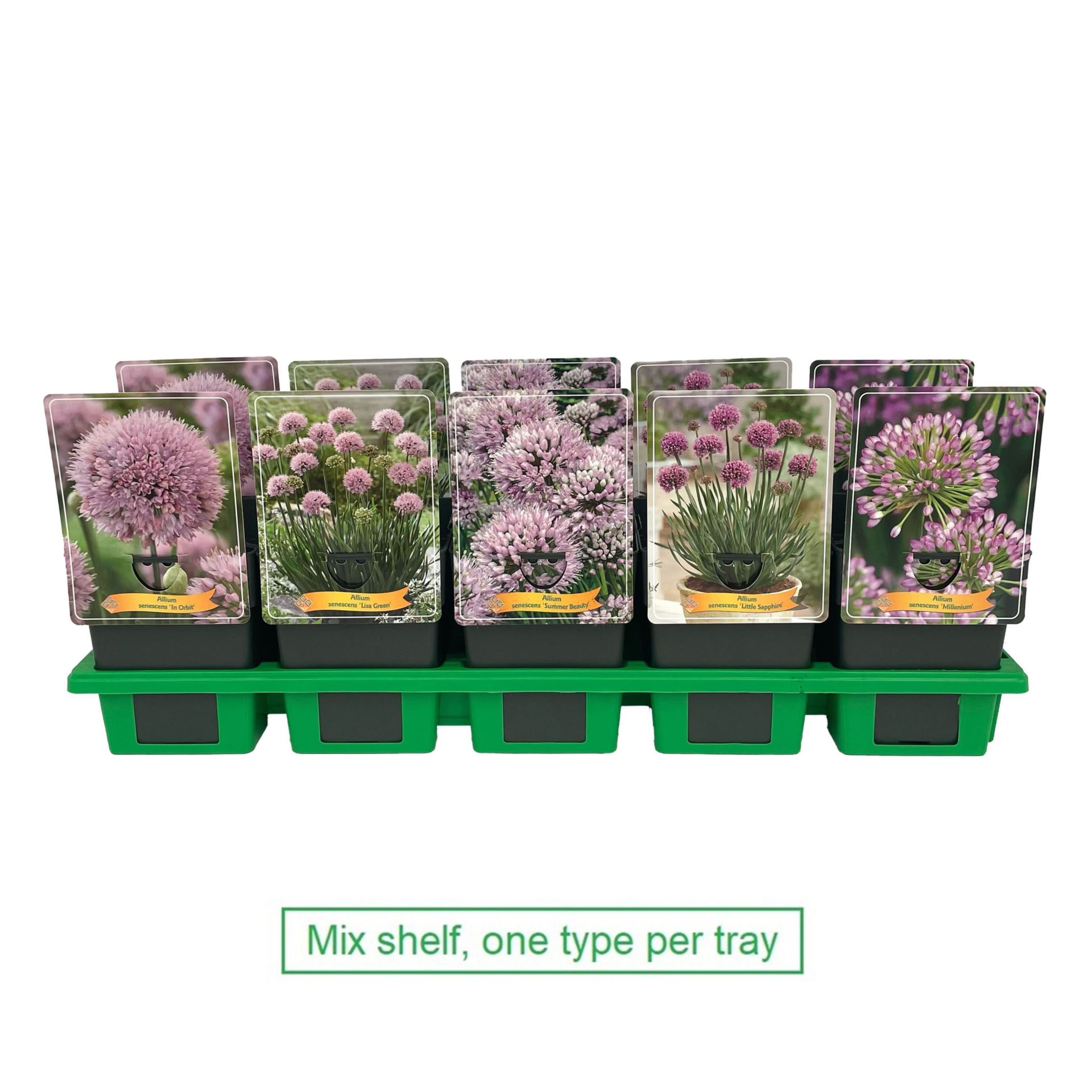 allium-senecens