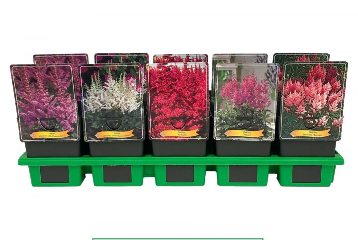 Frodig perenn med fjäderlika blomplymer.