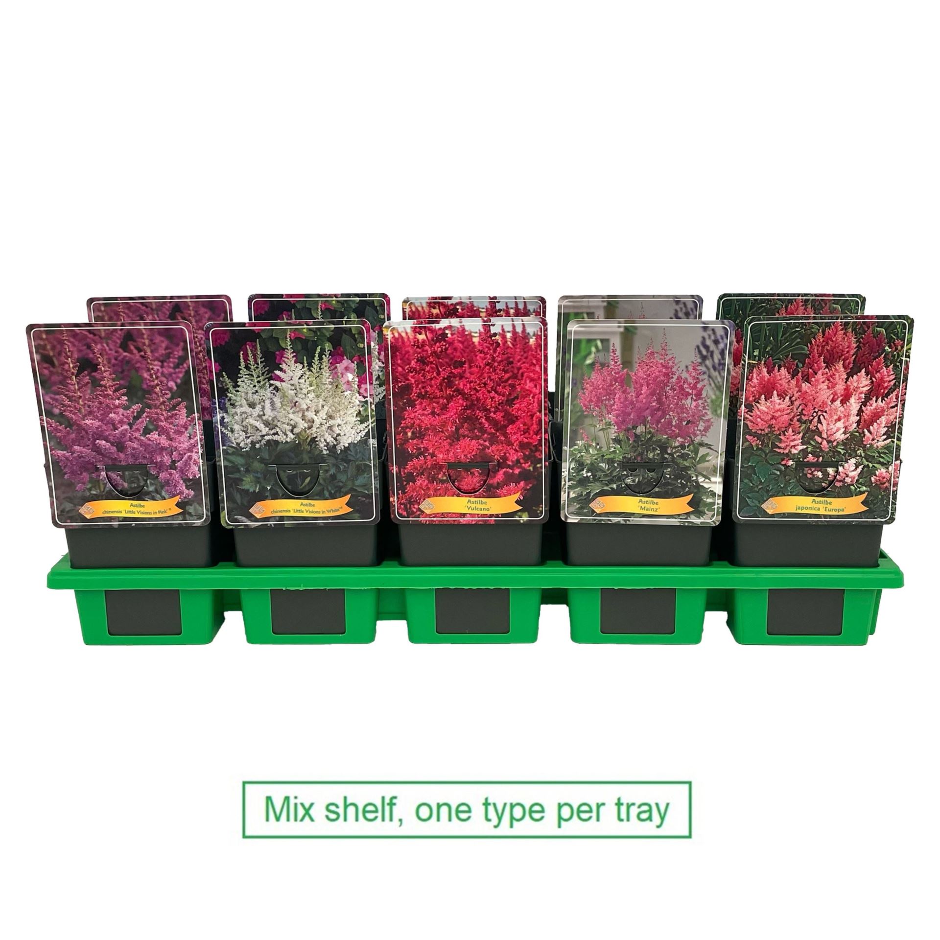 astilbe