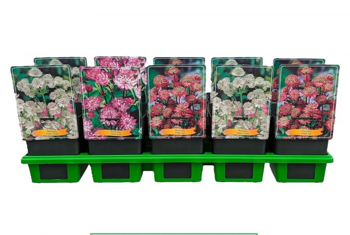 Stjärnflocka med dekorativa stjärnformade blommor.