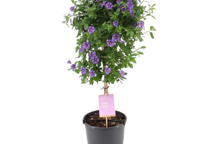 Himmelsöga med blå blommor