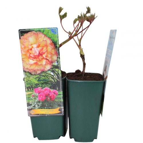 Buskpion med stora blommor