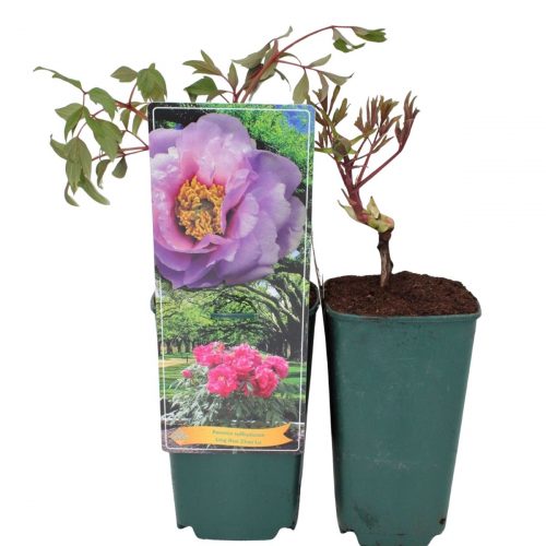 Buskpion med stora blommor