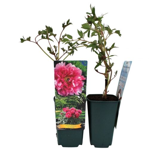 Buskpion med stora blommor