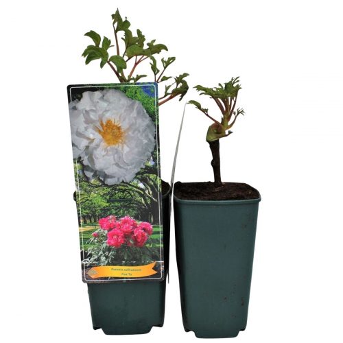 Buskpion med stora blommor
