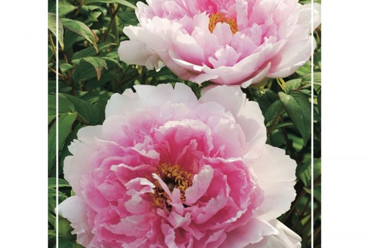 Buskpion med stora blommor