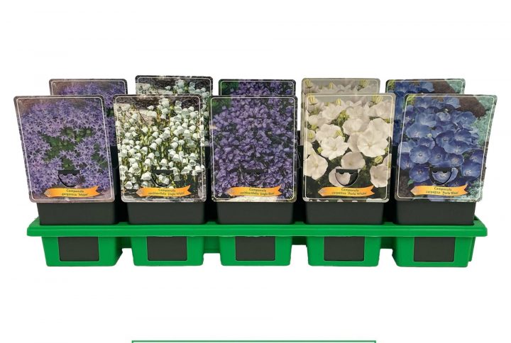 Låg klockblomma med små blå blommor.