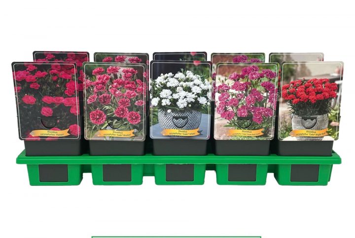 Nejlika med doftande blommor i klara färger.