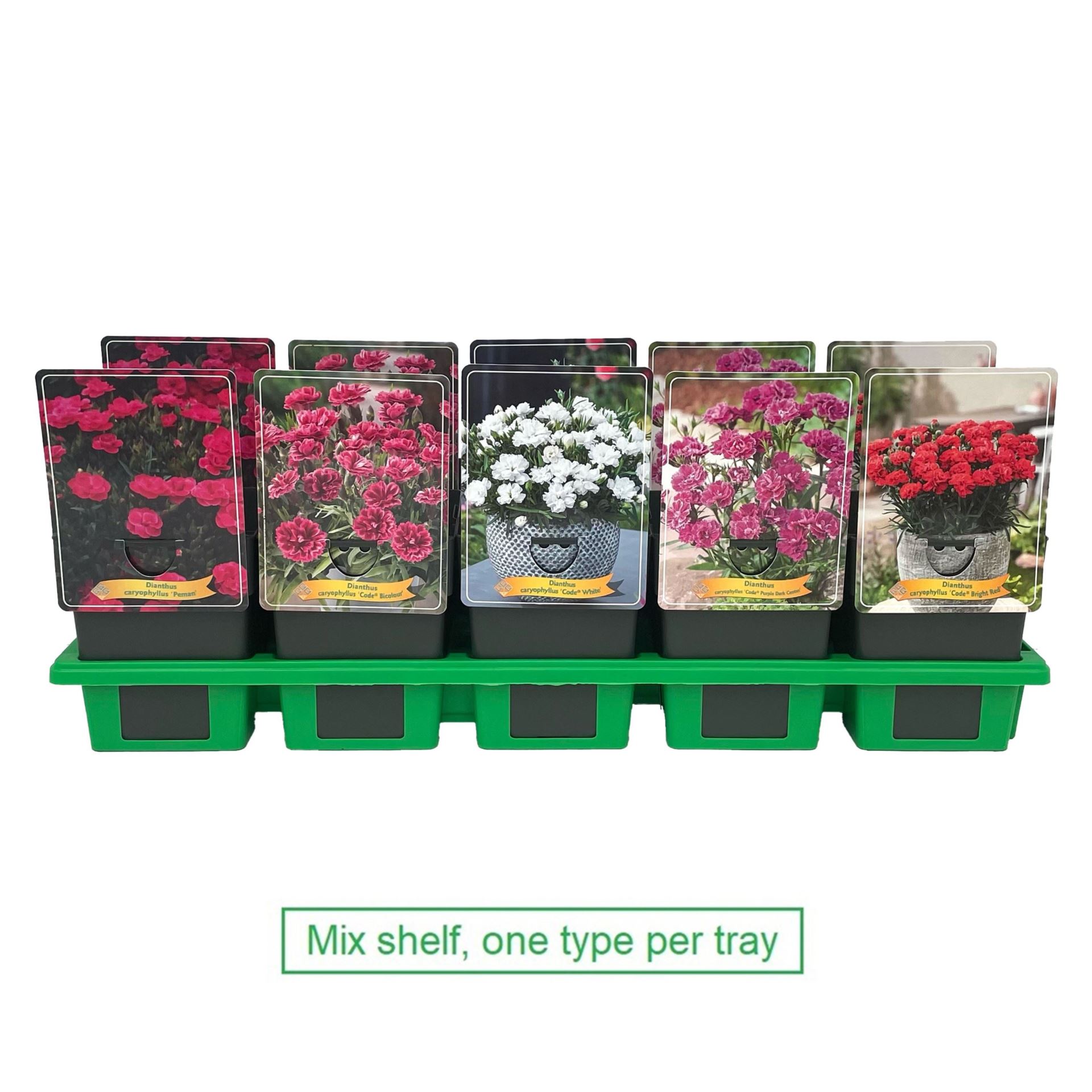dianthus