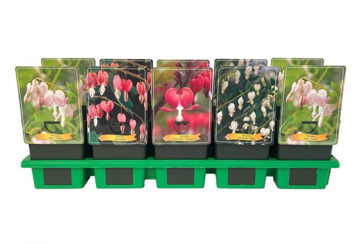Löjtnantshjärta med hjärtformade hängande blommor.