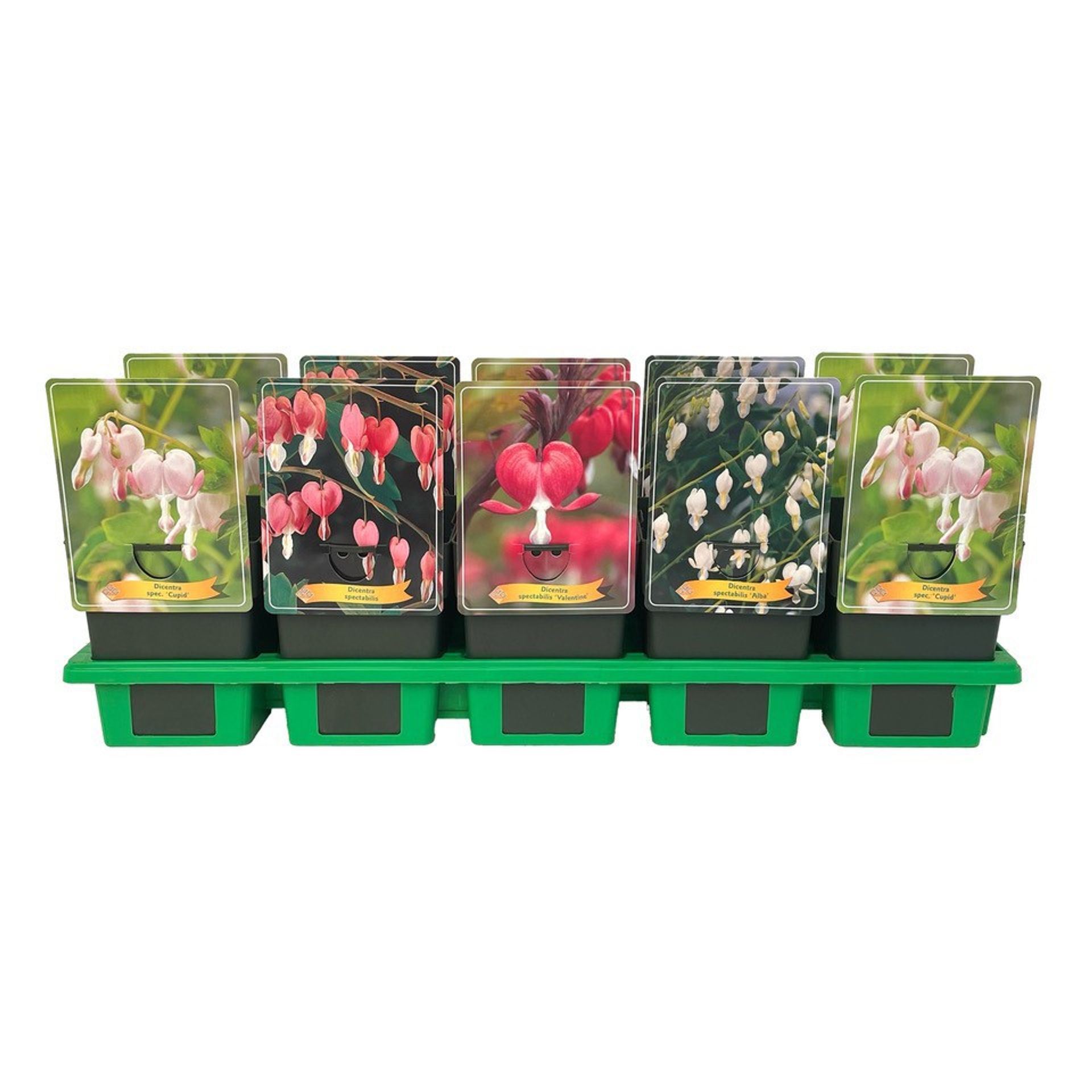 dicentra-mixed