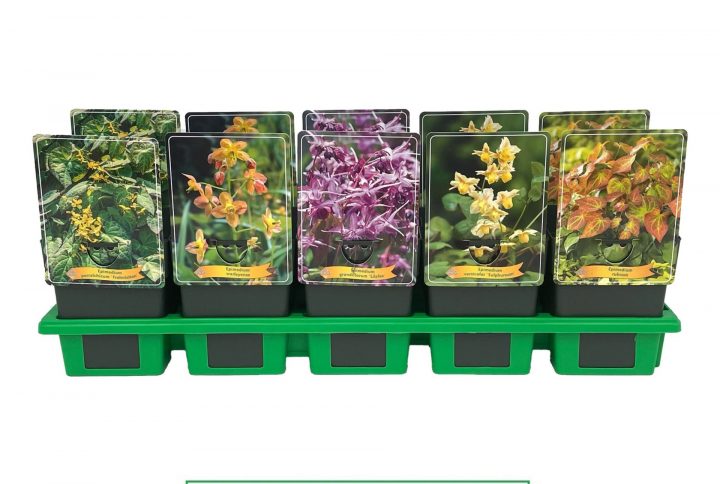 Marktäckande perenn med nätta vårblommor.
