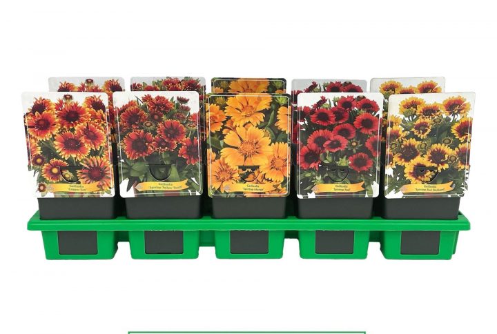 Färgstark blomma i röda och gula toner.