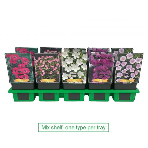 Låg näva med rosa till purpurfärgade blommor.