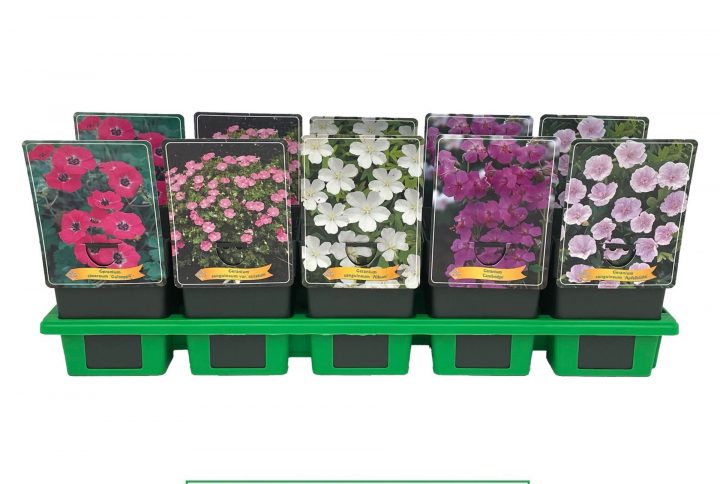 Låg näva med rosa till purpurfärgade blommor.