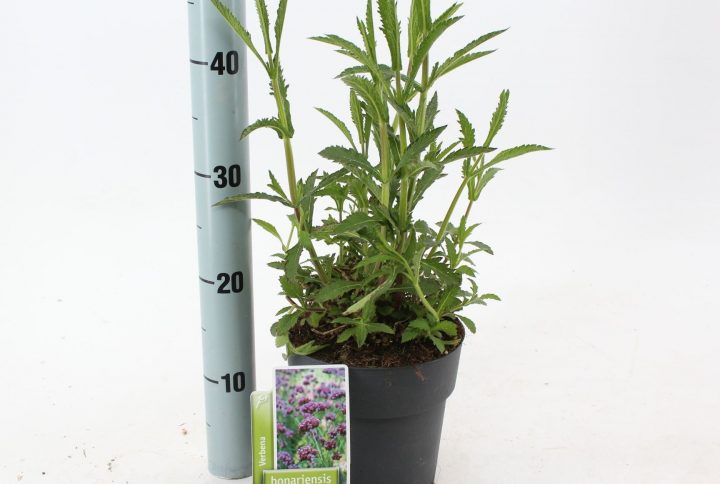 Jätteverbena med höga stjälkar och små lila blomklasar i blomning.