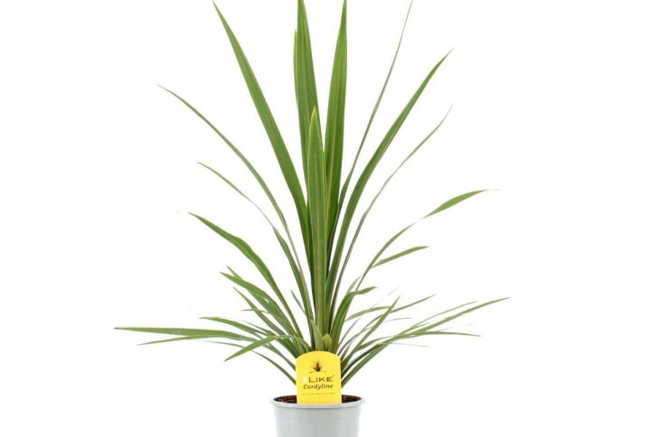 Cordyline med långsmala blad