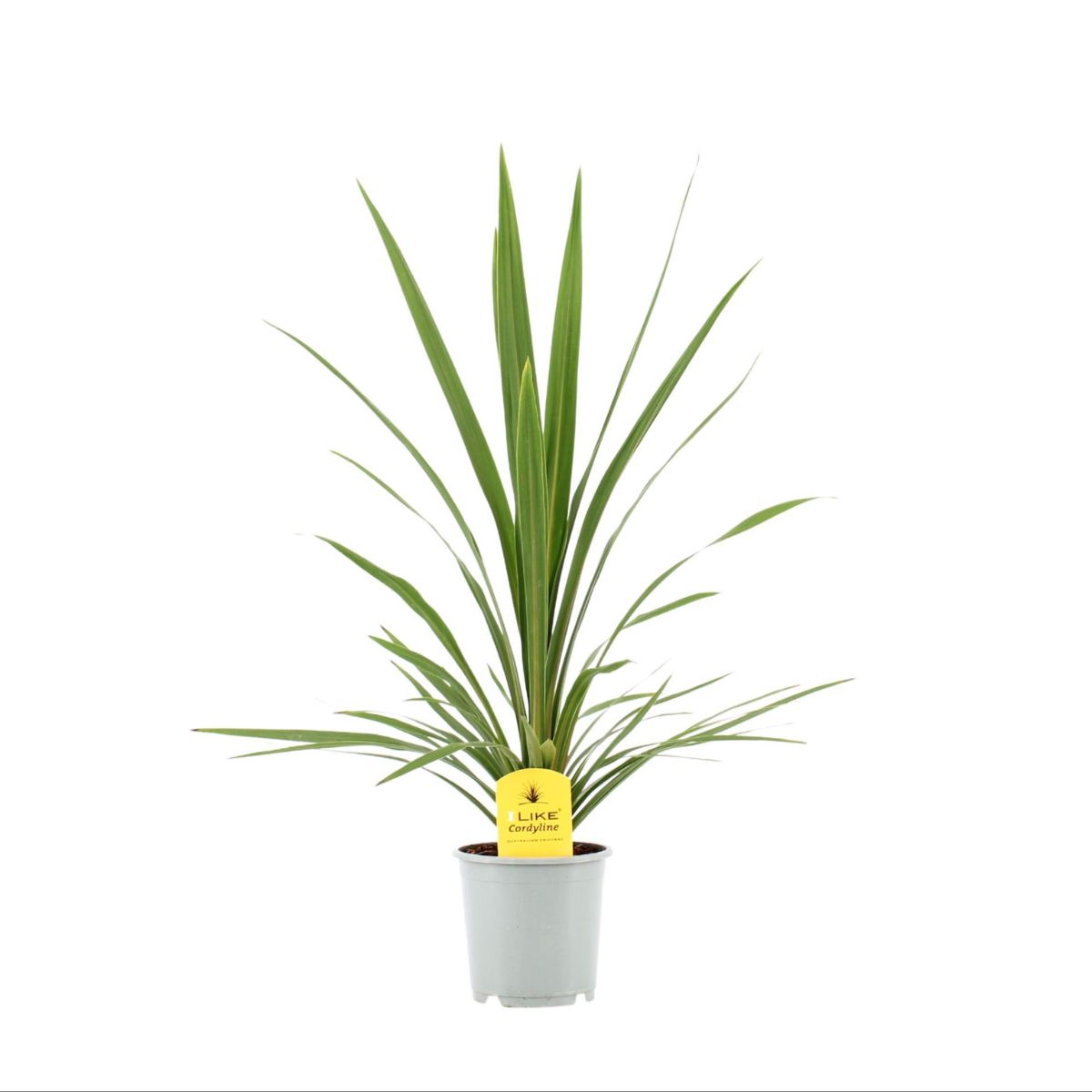 kalpalmlilja-cordyline