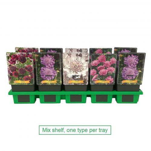 Väddar med blommor i flera nyanser.