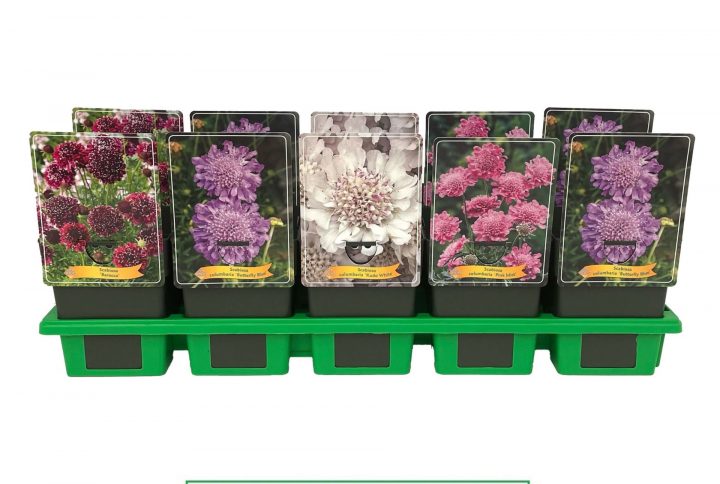 Väddar med blommor i flera nyanser.