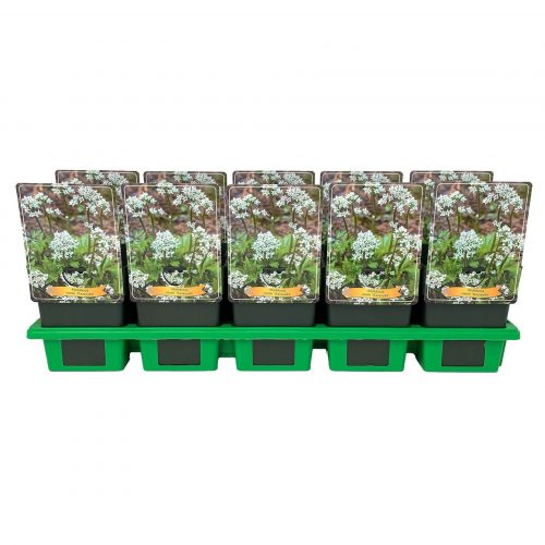 Mörkbladig lönnbräcka med ljusa blommor.