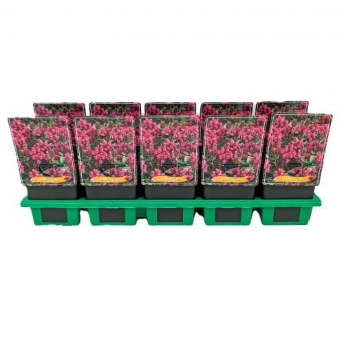 Rödblommande brunört i rabatt.