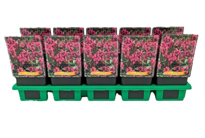 Rödblommande brunört i rabatt.