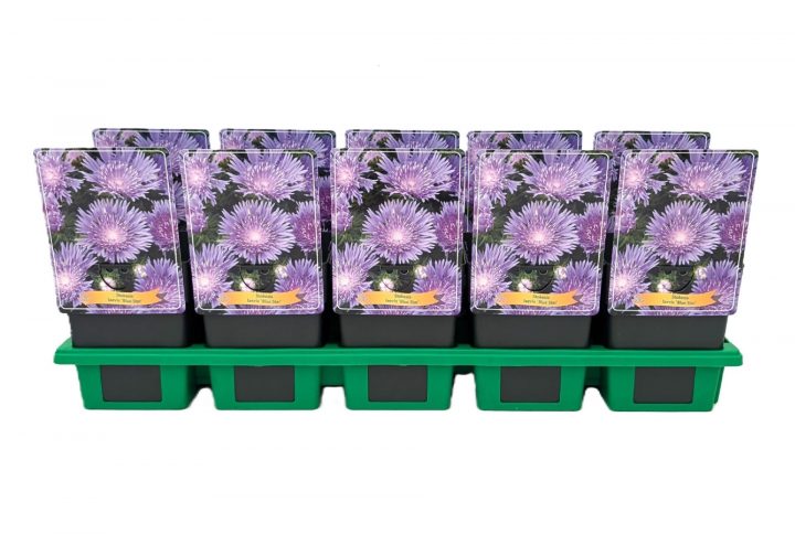 Blå stokesaster med stora blomhuvuden.