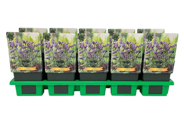 Hög verbena med violetta blomklasar.