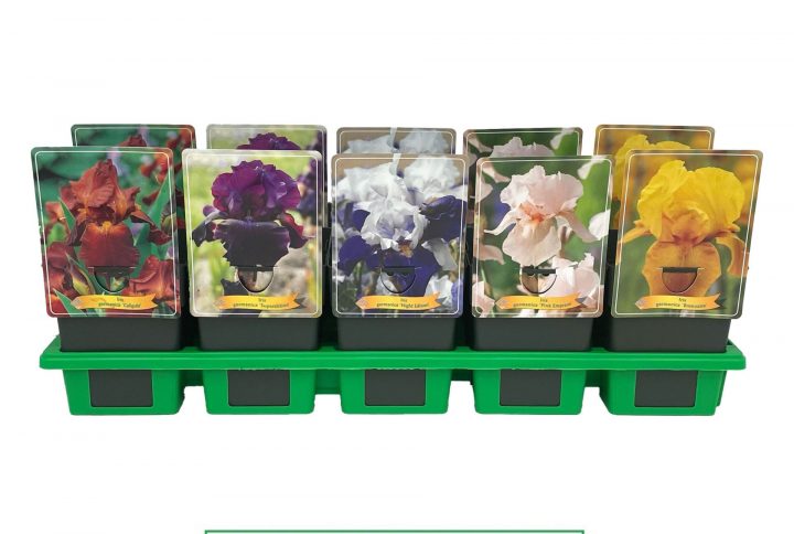 Irisblommor i flera färger i rabatt.