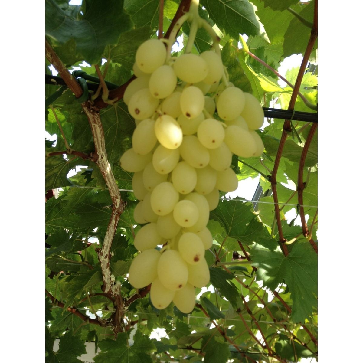 vinranka-lakemont_2
