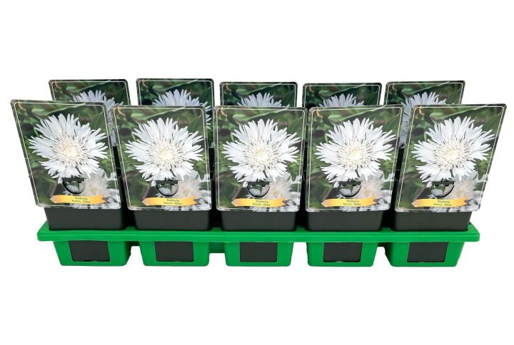 Vit stokesaster med stora dekorativa blommor.