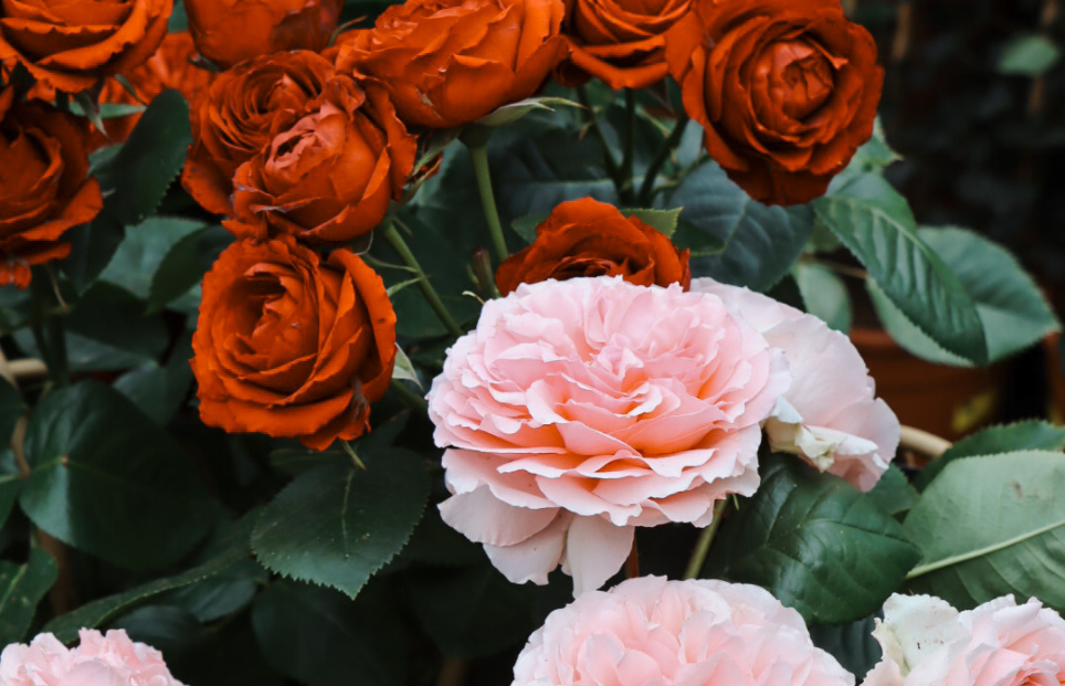 Image Slider