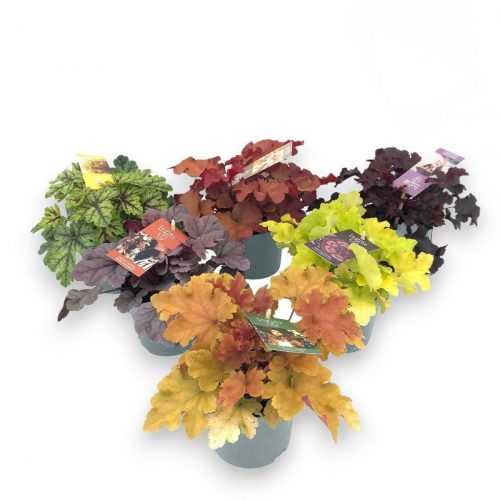 Alunrot med färgade blad