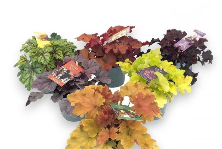 Alunrot med färgade blad