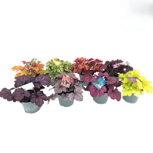 Alunrot med färgade blad