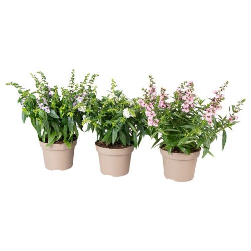 Angelonia i blandade färge