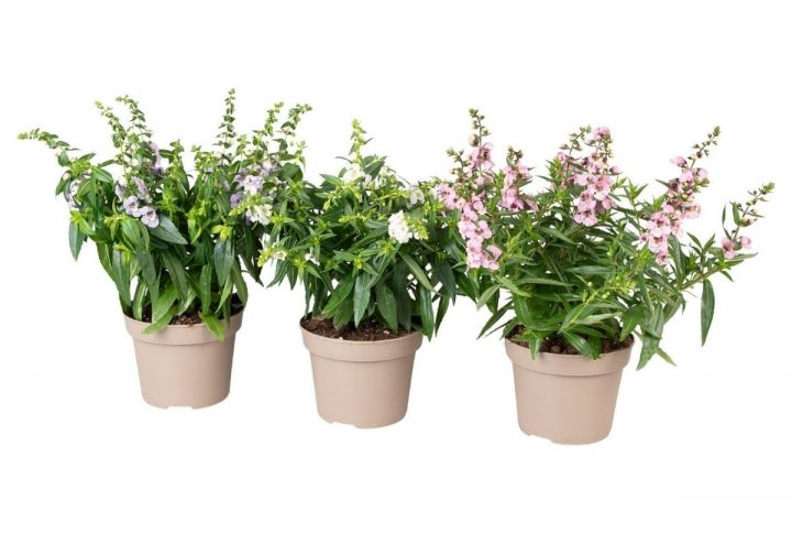 Angelonia i blandade färge