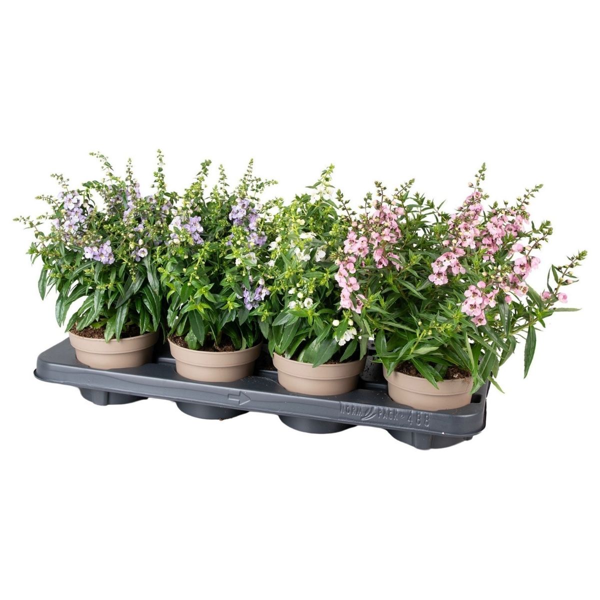 angelonia-blandade_2