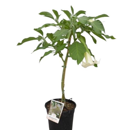 Änglatrumpet med stora blommor