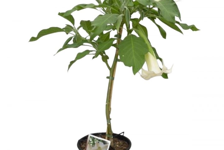 Änglatrumpet med stora blommor