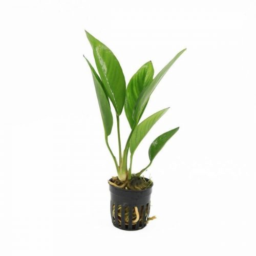 Anubias Congensis i akvarium